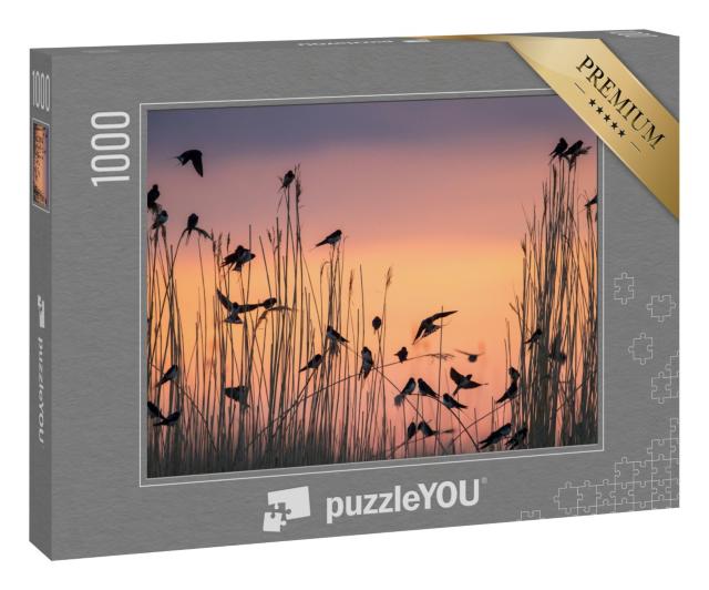 Puzzle 1000 Teile „Rauchschwalben sammeln sich im Schilfbett, ihrem Schlafplatz“