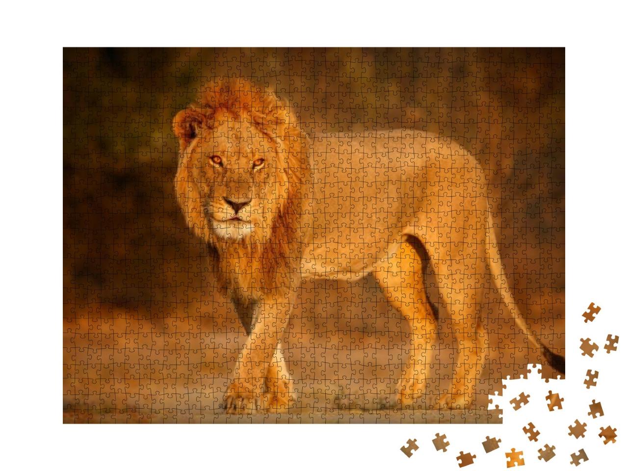Puzzle 1000 Teile „Männlicher Löwe in der afrikanischen Abendsonne“