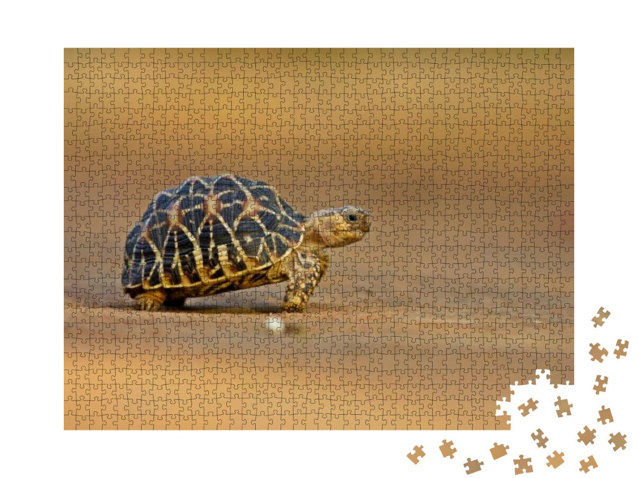 Puzzle 1000 Teile „Indische Sternschildkröte“