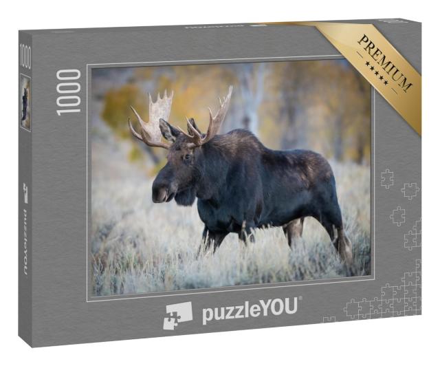 Puzzle 1000 Teile „Elch steht im trockenen Gras, Yellowstone, USA“