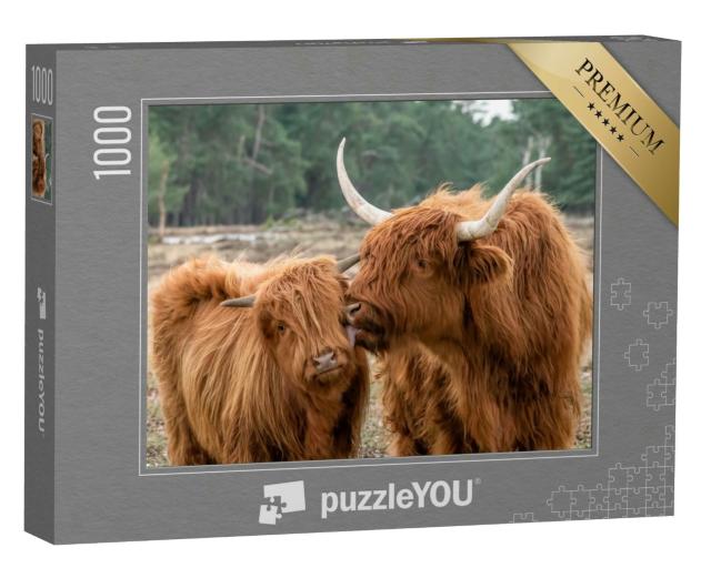 Puzzle 1000 Teile „Schottisches Hochlandrind mit Kalb“