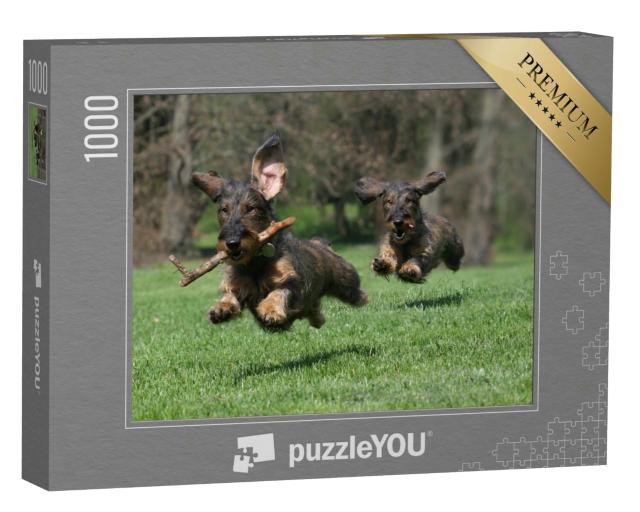 Puzzle 1000 Teile „Zwei Hunde: Rasse Drahthaar-Dachshund“