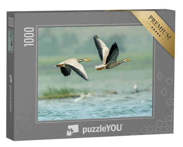 Puzzle 1000 Teile „Blässgänse über den Seen von Bhigwan, Indien“