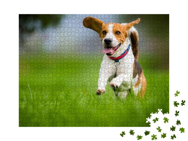 Puzzle 1000 Teile „Beagle mit heraushängender Zunge im Frühjahr“