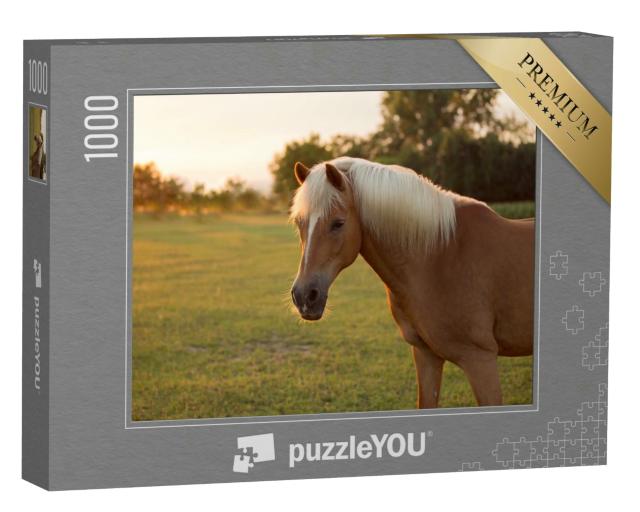 Puzzle 1000 Teile „Schönes Palomino Haflinger Pferd auf einer Weide“
