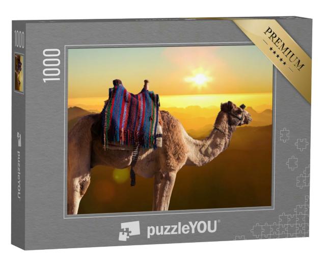 Puzzle 1000 Teile „Dromedar-Kamel vor dem Berges des heiligen Moses, Ägypten, Sinai“
