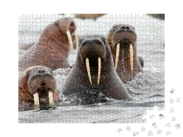 Puzzle 1000 Teile „Gruppe von Walrossen im Wasser, Meeressäugetier, Flossenfüßer“