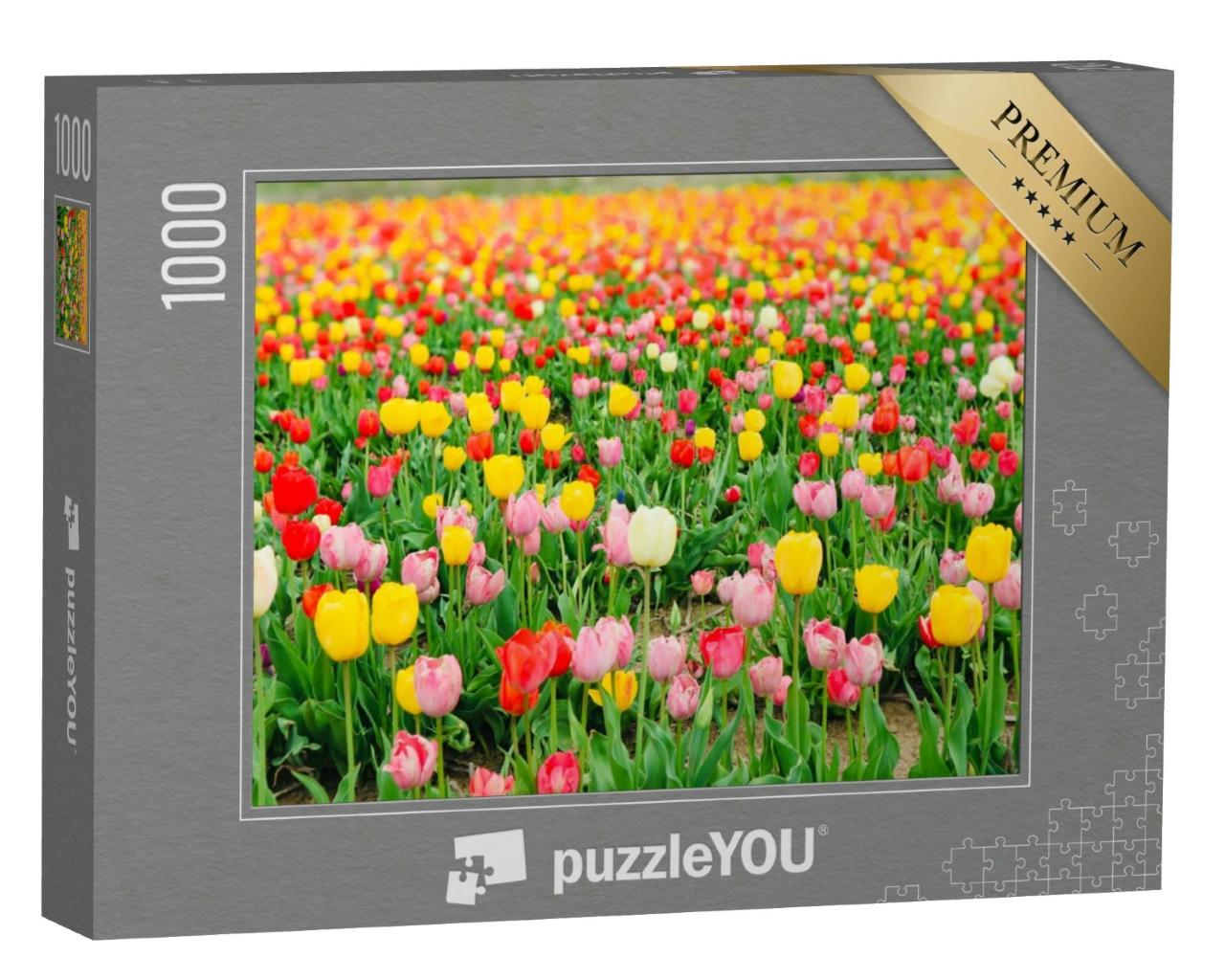 Puzzle 1000 Teile „Wunderschöne mehrfarbige Tulpen blühen auf einem Feld in Hokkaido, Japan“