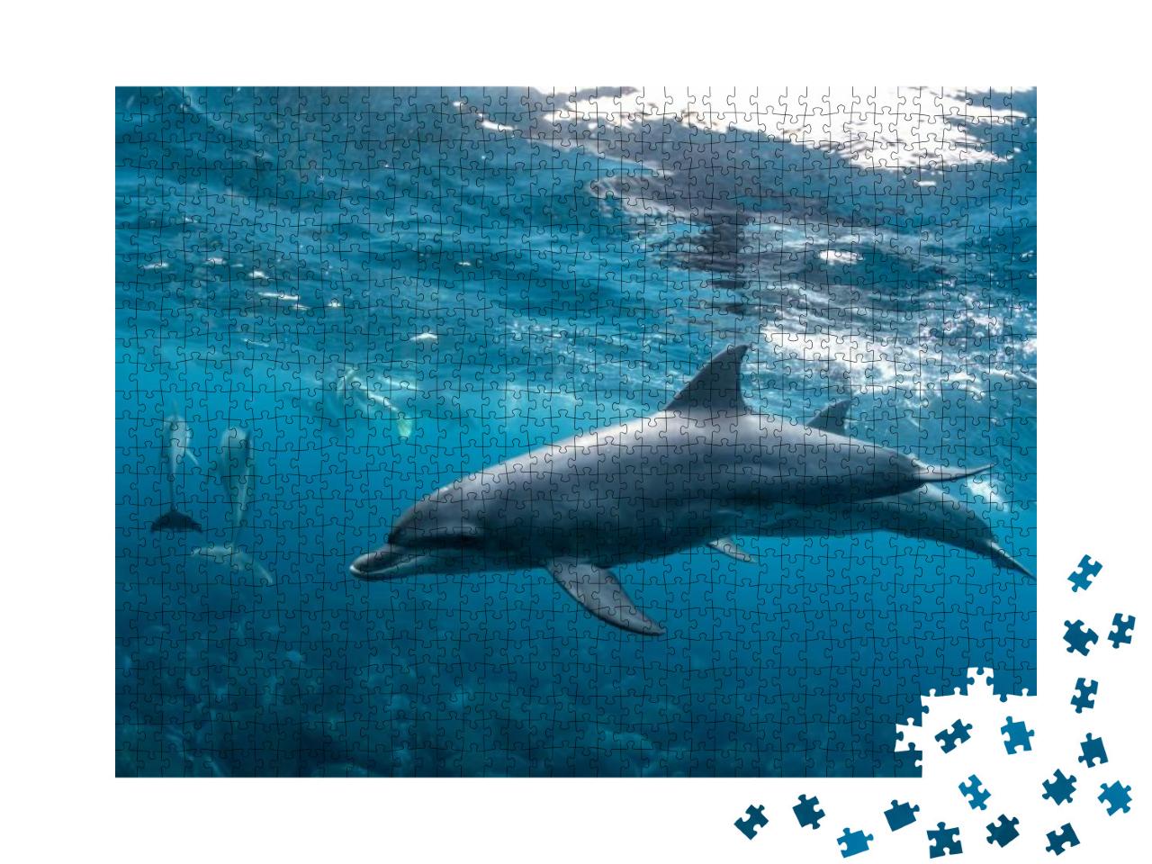 Puzzle 1000 Teile „Delfine auf dem Mikurajima in Tokio, Japan“