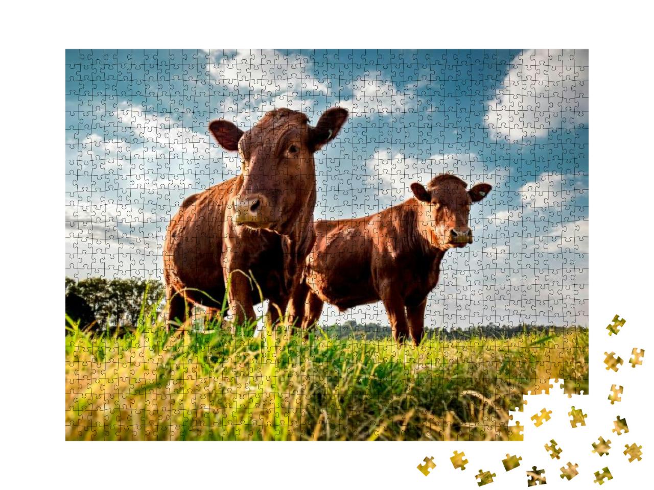 Puzzle 1000 Teile „Beefmaster-Rinder auf einer grünen Wiese“
