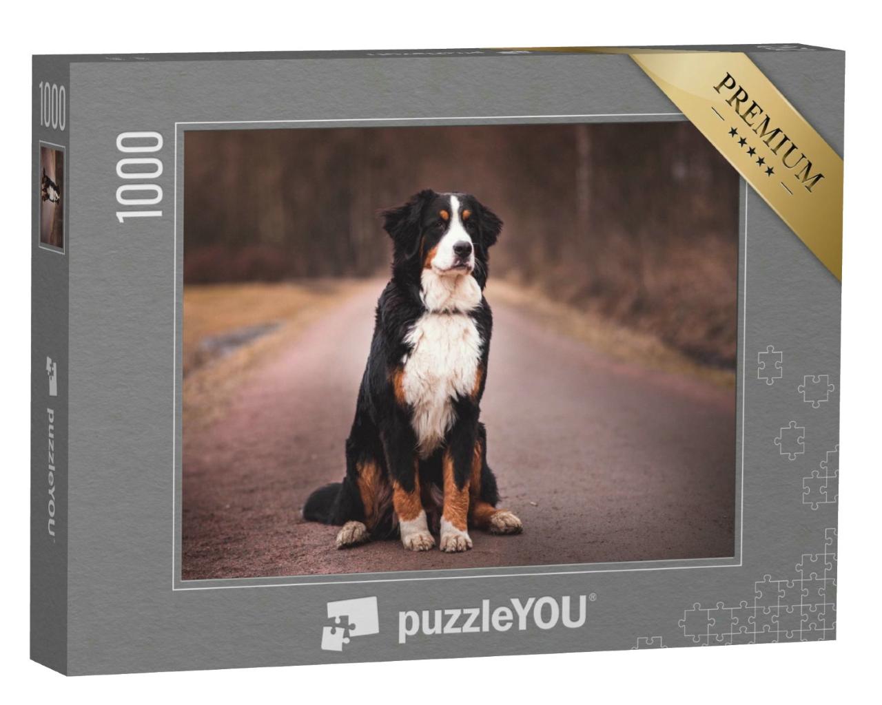 Puzzle 1000 Teile „Berner Sennenhund sitzend auf der Straße“