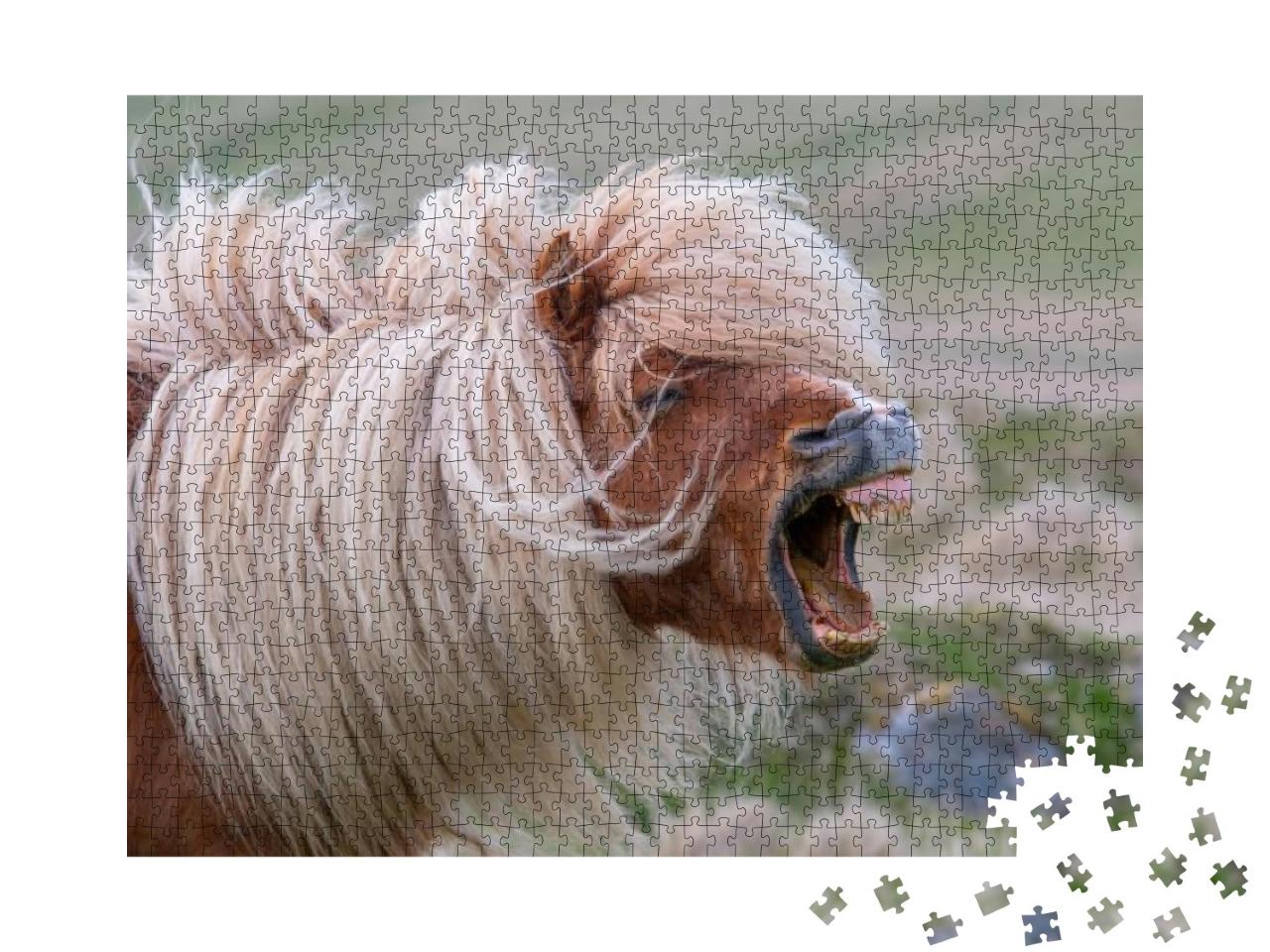 Puzzle 1000 Teile „Wieherndes Shetlandpony mit wilder Mähne“