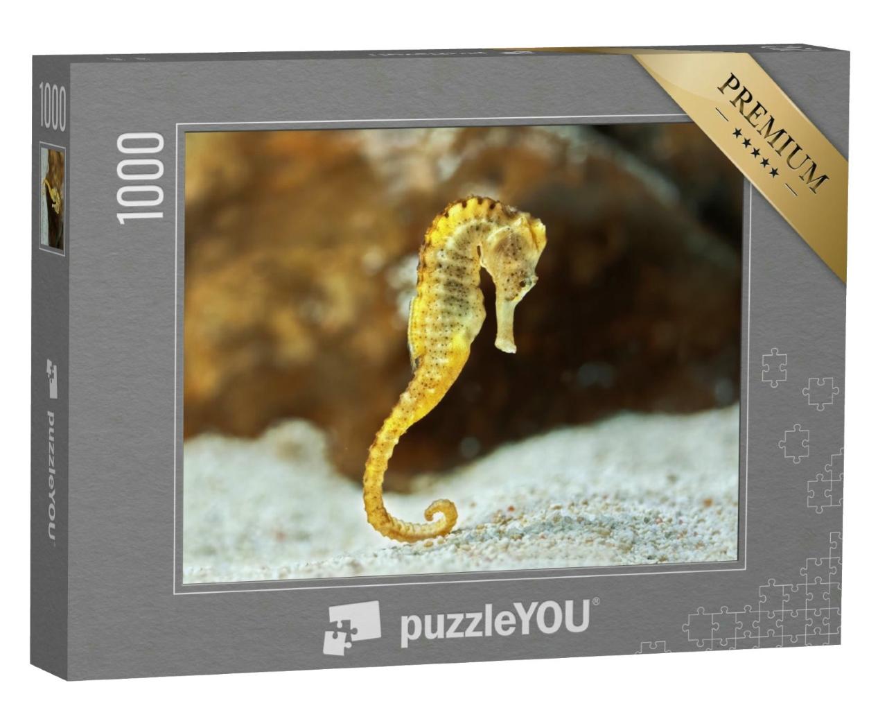 Puzzle 1000 Teile „Exemplar des langrüsseligen Hippocampus, auch bekannt als Seepferdchen“