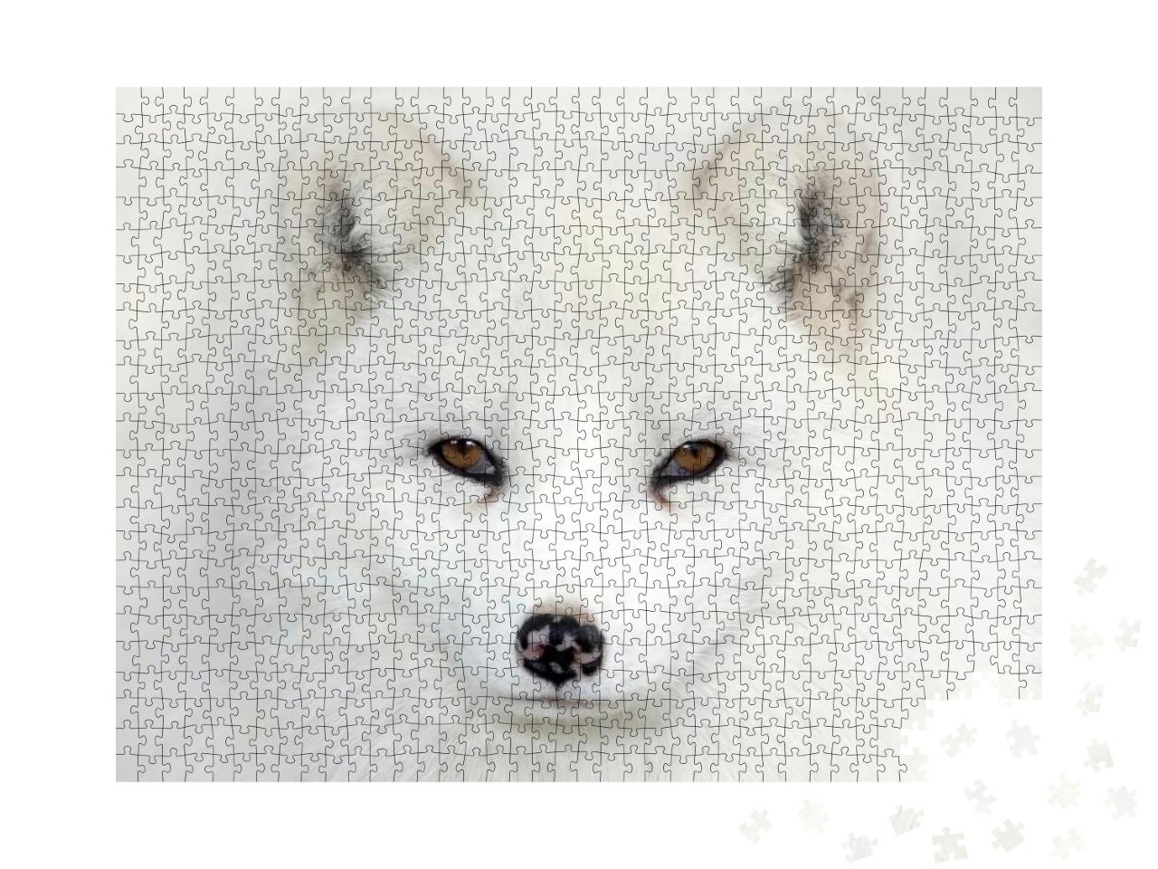 Puzzle 1000 Teile „Auge in Auge mit einem Polarfuchs“