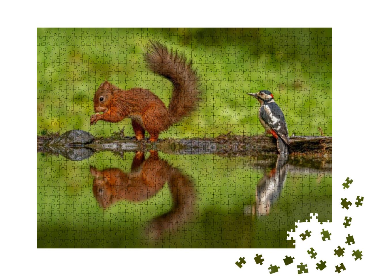 Puzzle 1000 Teile „Teich: Rotes Eichhörnchen und ein Buntspecht“