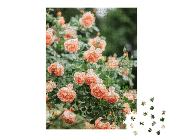 Puzzle 1000 Teile „Zarte Pfirsichrosen in voller Blüte“