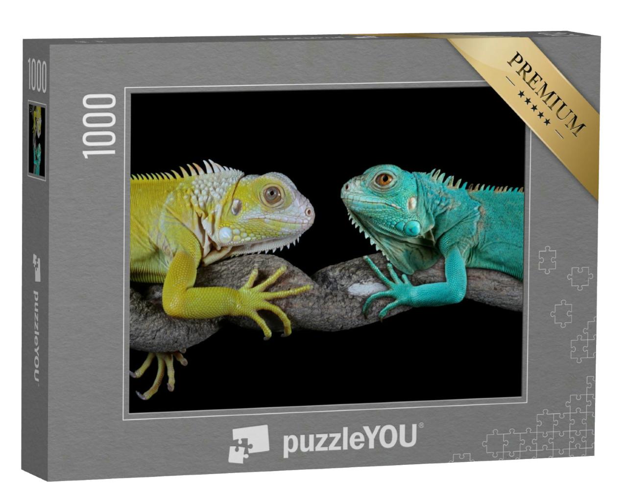 Puzzle 1000 Teile „Blauer Leguan: Grand Cayman Blue Iguanas“