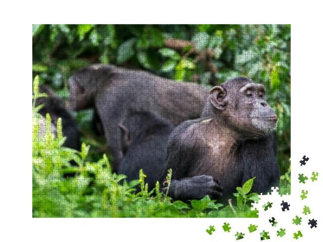 Puzzle 1000 Teile „Schimpansengruppe im Hintergrund und erwachsener Affe“