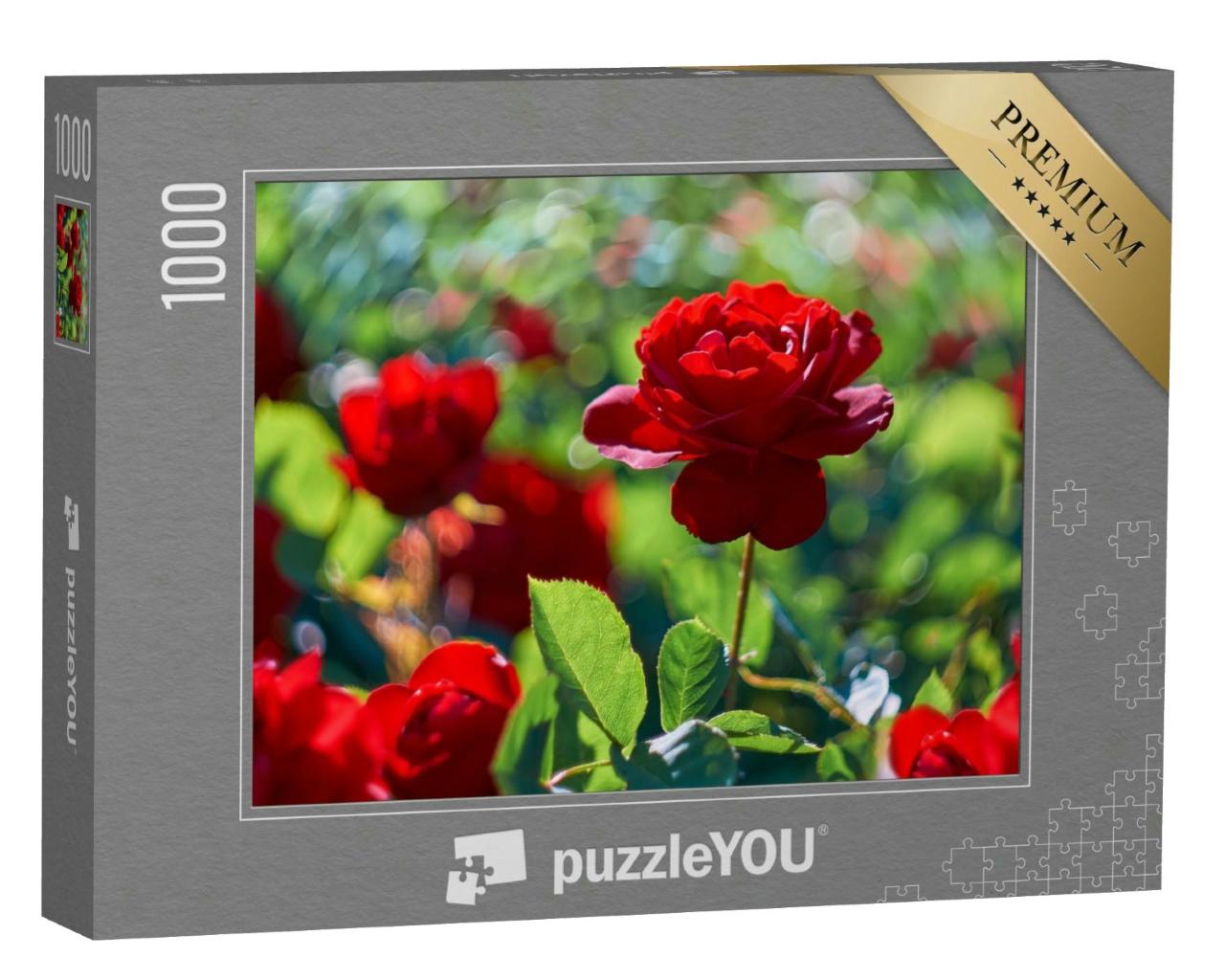 Puzzle 1000 Teile „Rote Rose im blühenden Rosengarten“