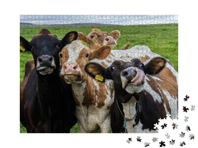 Puzzle 1000 Teile „Vier lustige Kühe schauen in die Kamera“