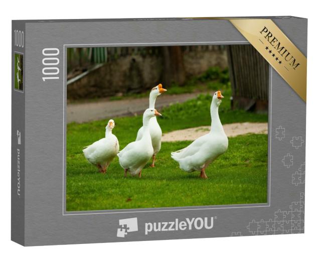 Puzzle 1000 Teile „Weiße Hausgänse auf der Weide“