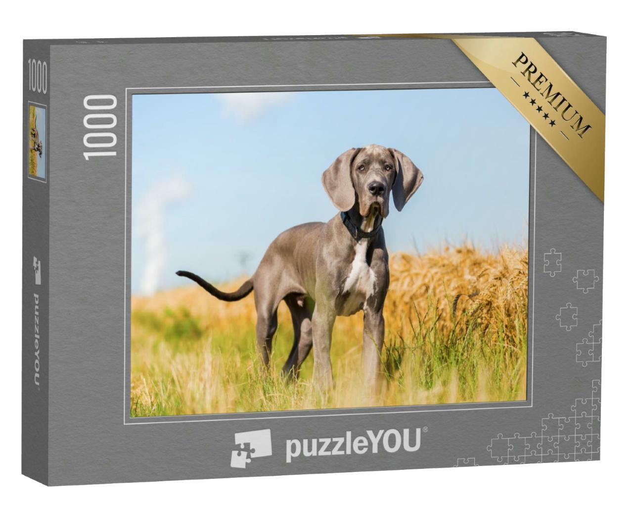 Puzzle 1000 Teile „Porträtbild eines Doggenwelpen, der auf einem Feldweg steht“