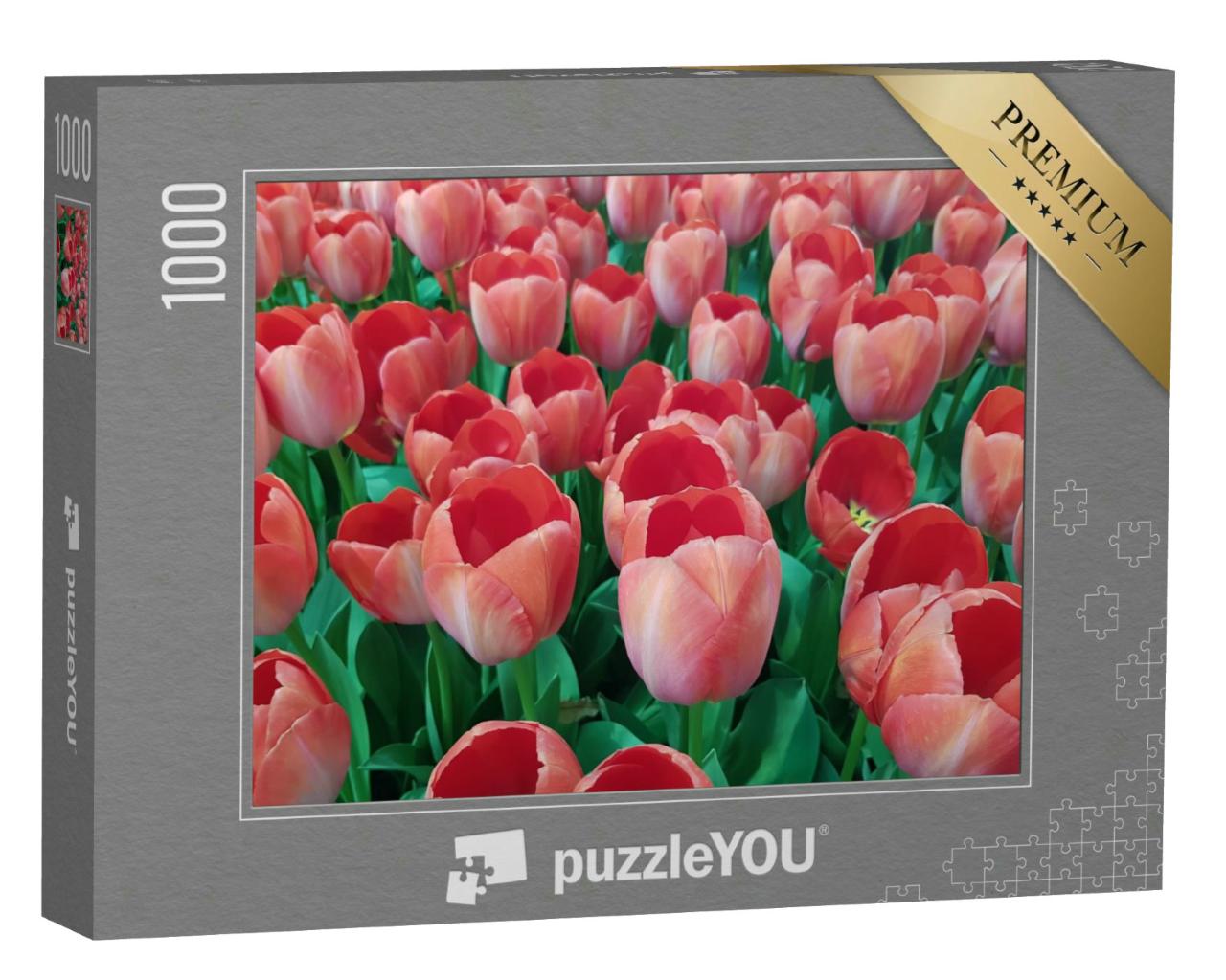Puzzle 1000 Teile „Hübsche pfirsichfarbene Tulpen mit strahlend grünen Blättern auf einem Feld“