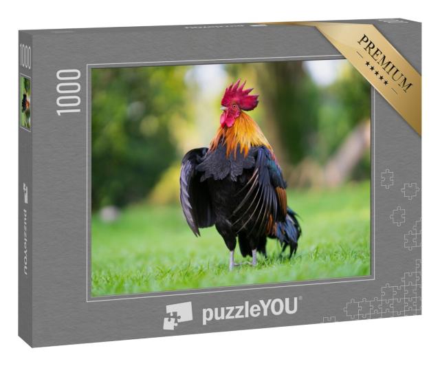 Puzzle 1000 Teile „Imposanter Hahn auf der Wiese“