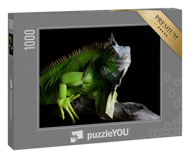Puzzle 1000 Teile „Großer grüner Leguan auf isoliertem schwarzem Hintergrund“
