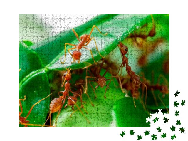Puzzle 1000 Teile „Ameisen auf grünem Blatt“