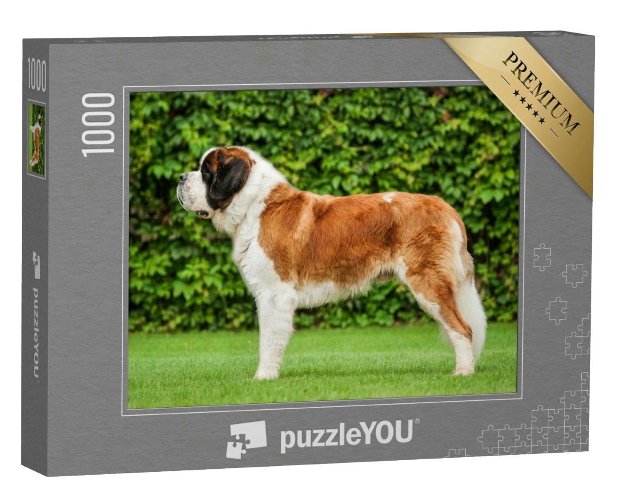 Puzzle 1000 Teile „Bernhardinerhund auf dem Rasen stehend“