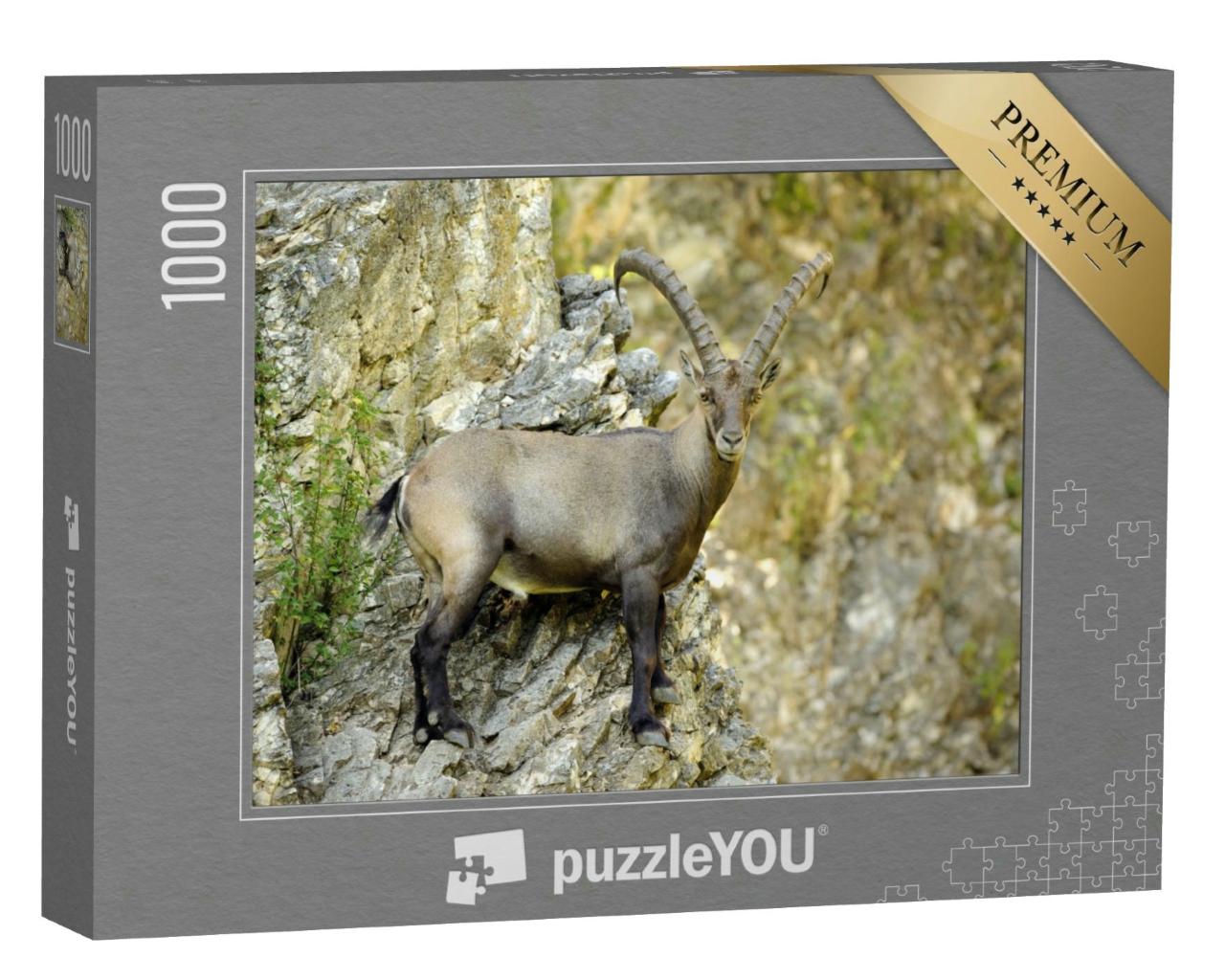 Puzzle 1000 Teile „Steinbock an einer Felswand stehend, Capra ibex“