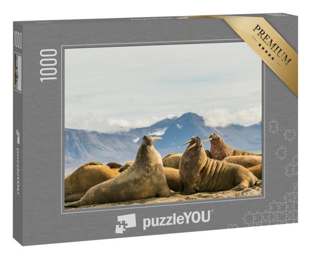 Puzzle 1000 Teile „Gruppe von Walrossen in der Sonne auf Prins Karls Forland, Svalbard“