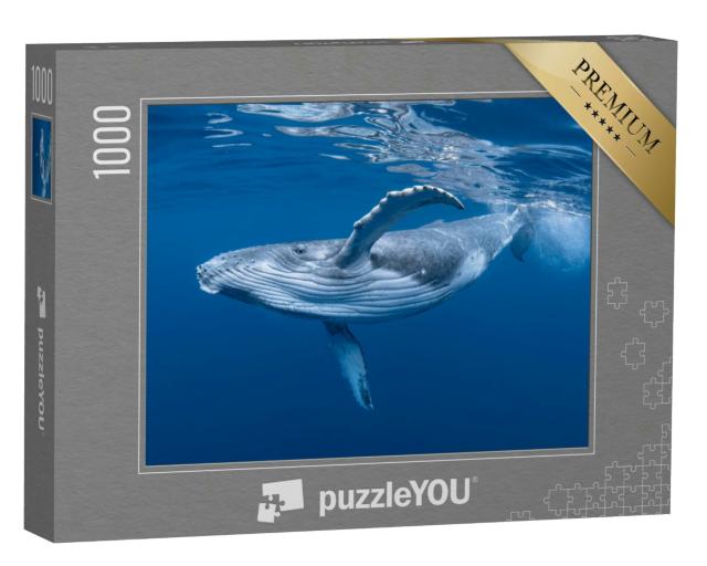 Puzzle 1000 Teile „Ein Buckelwalbaby spielt nahe der Oberfläche im blauen Wasser“