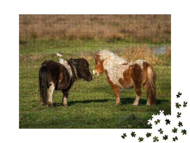 Puzzle 1000 Teile „Pony-Freunde: Shetlandponys auf den Weiden von Limburg, Niederlande“