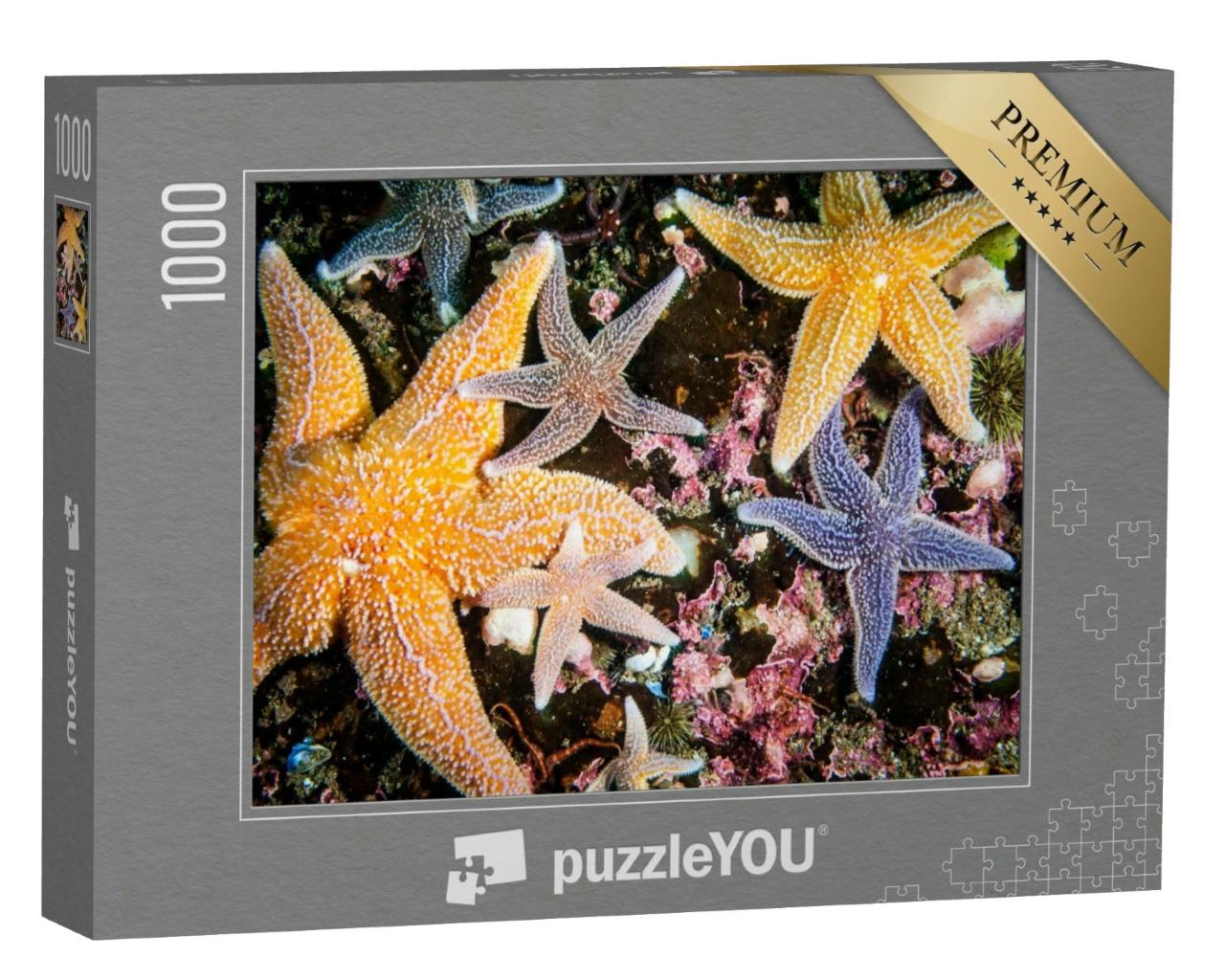 Puzzle 1000 Teile „Bunte Seesterne in allen Größen“