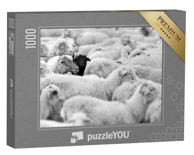 Puzzle 1000 Teile „Ein schwarzes Schaf in der Herde der Weißen, Blick in die Kamera“