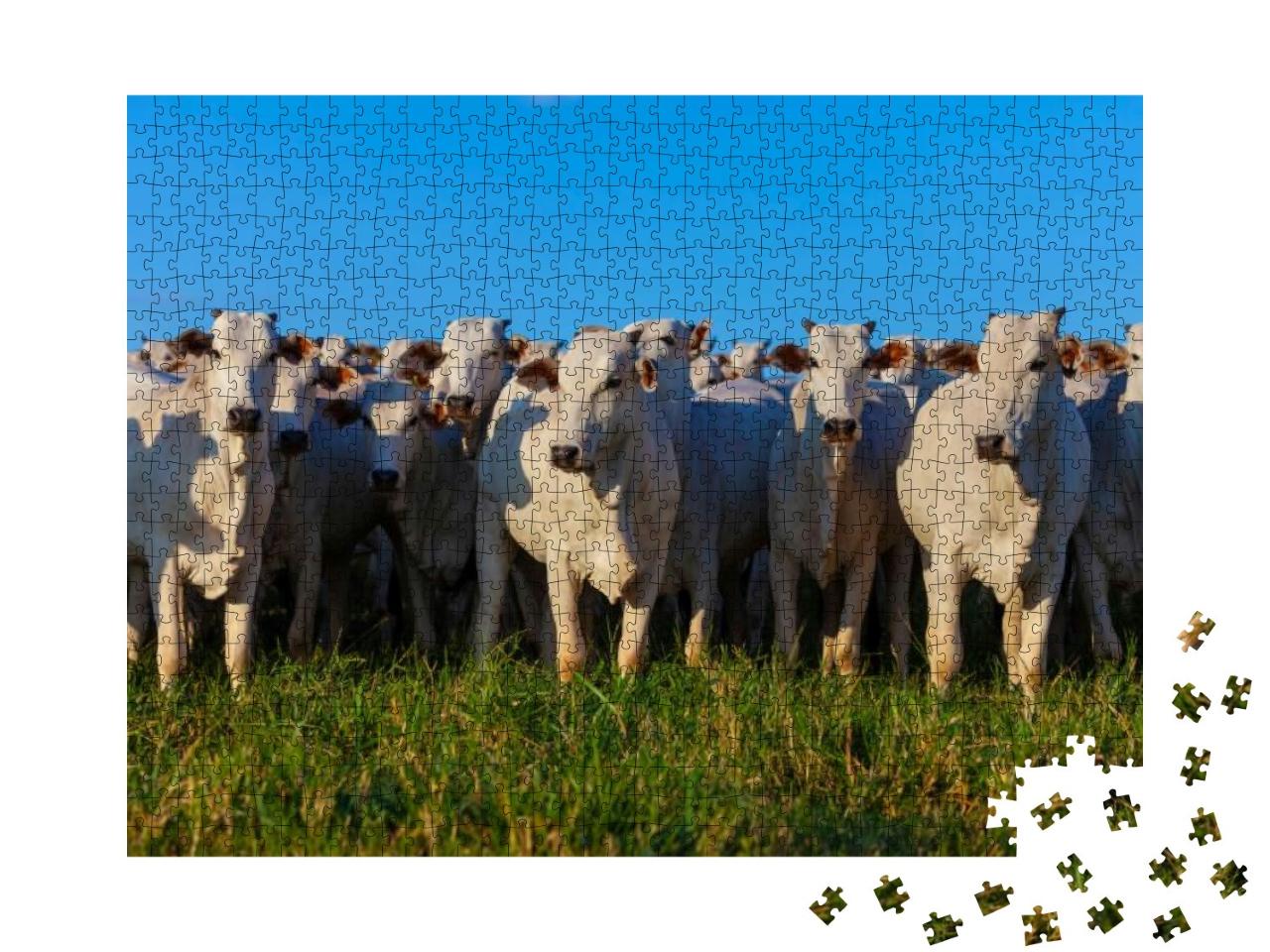 Puzzle 1000 Teile „Herde von Nellore-Rindern auf der Weide“