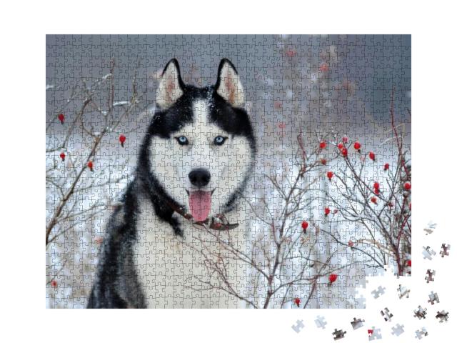 Puzzle 1000 Teile „Sibirischer Husky mit blauen Augen im Winter“