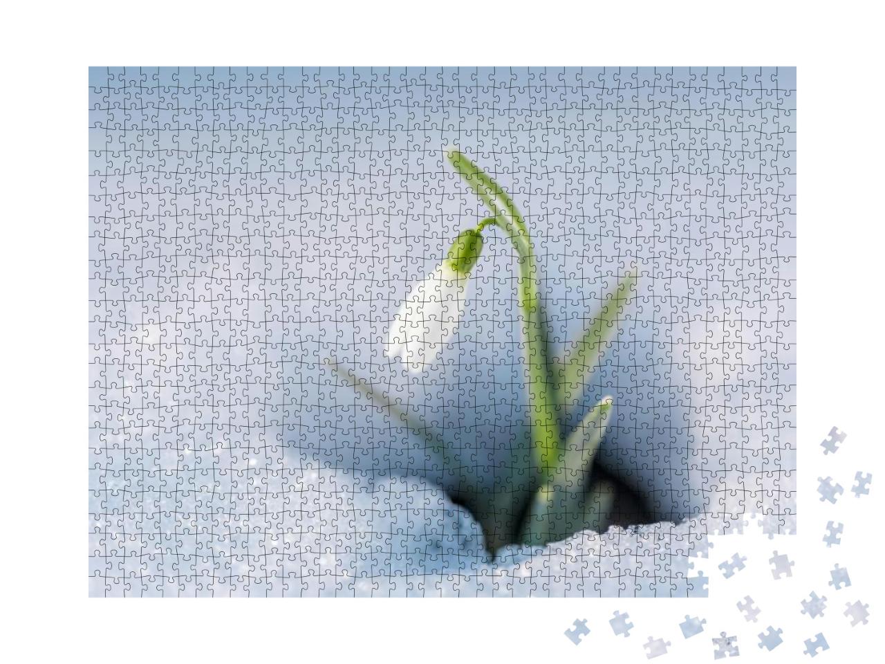 Puzzle 1000 Teile „Vorboten des Frühlings: Schneeglöckchen im Schnee“