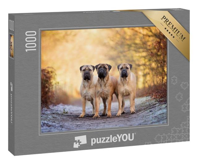 Puzzle 1000 Teile „Drei Bullenmastiffs an einem frostigen Morgen“