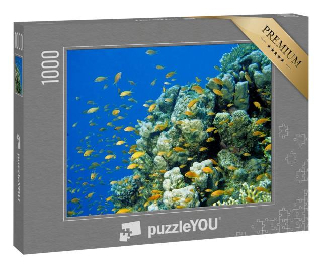 Puzzle 1000 Teile „Anthias Fahnenbarsche am tropischen Korallenriff im Roten Meer, Ägypten“
