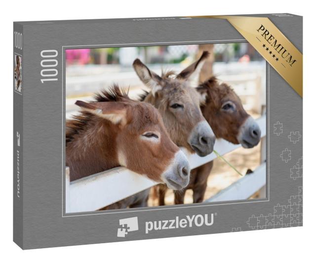 Puzzle 1000 Teile „Drei neugierige Esel am Zaun“