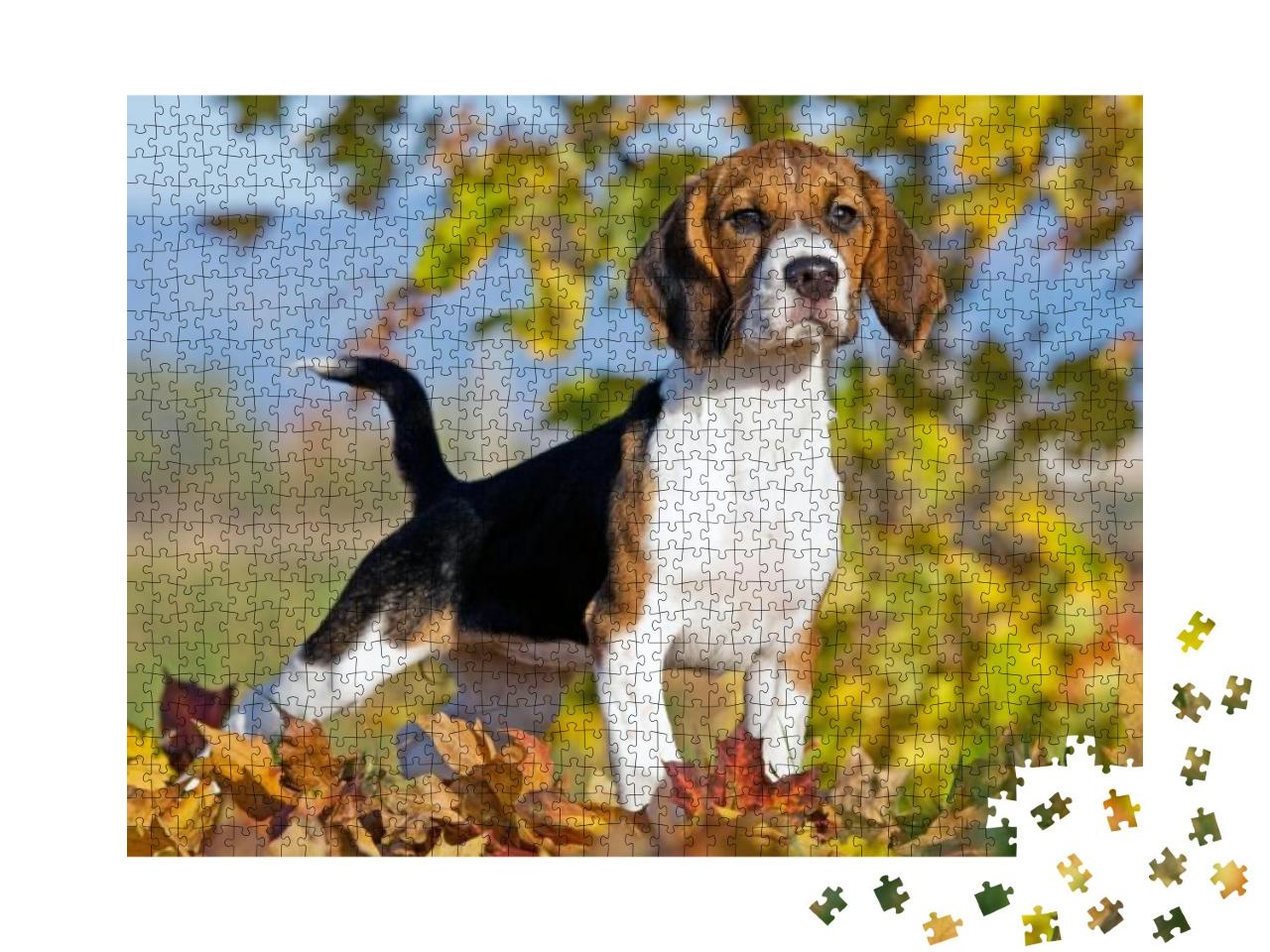Puzzle 1000 Teile „Porträt eines netten Beagles“