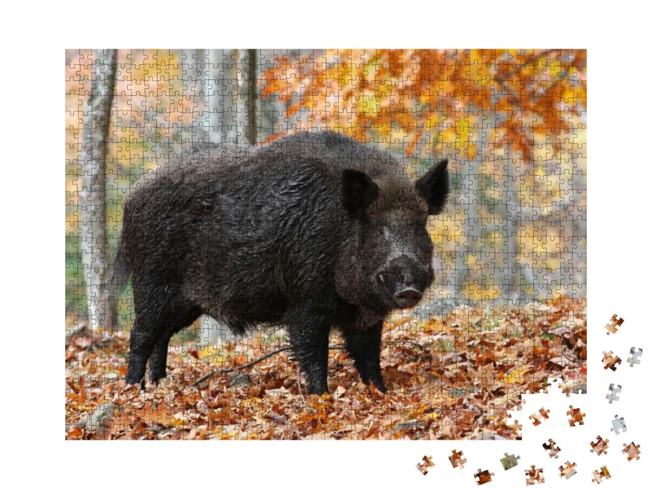 Puzzle 1000 Teile „Männliches Wildschwein im Herbstwald, Keiler im Laub“