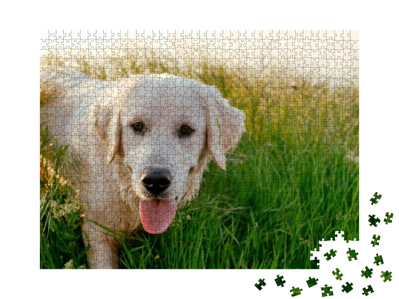 Puzzle 1000 Teile „Labrador Retriever beim Spziergang durch eine Wiese“