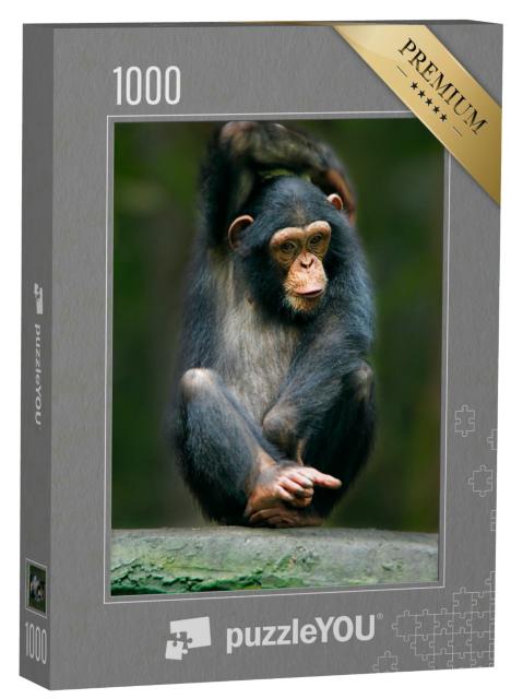 Puzzle 1000 Teile „Schimpanse: ein Menschenaffe aus Afrika“