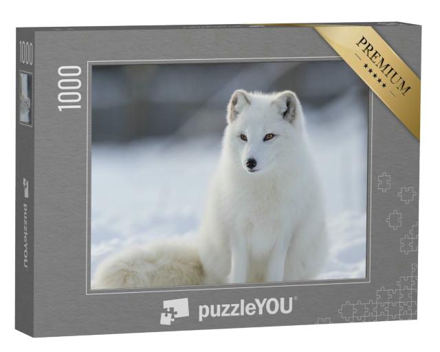 Puzzle 1000 Teile „Nahaufnahme: Polarfuchs im Winter“