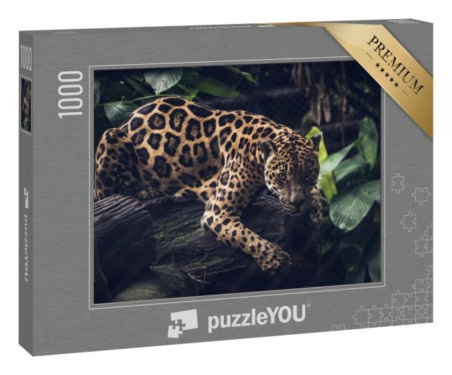 Puzzle 1000 Teile „Jaguar, Panthera Onca“