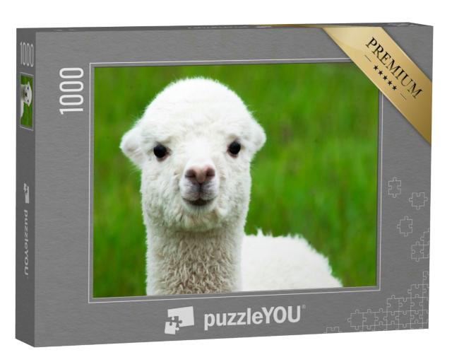 Puzzle 1000 Teile „Niedliches weißes Alpaka-Baby, Großaufnahme“